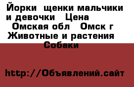 Йорки -щенки мальчики и девочки › Цена ­ 6 500 - Омская обл., Омск г. Животные и растения » Собаки   